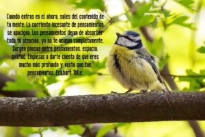 Cuando entras en el ahora, sales del contenido de tu mente.
